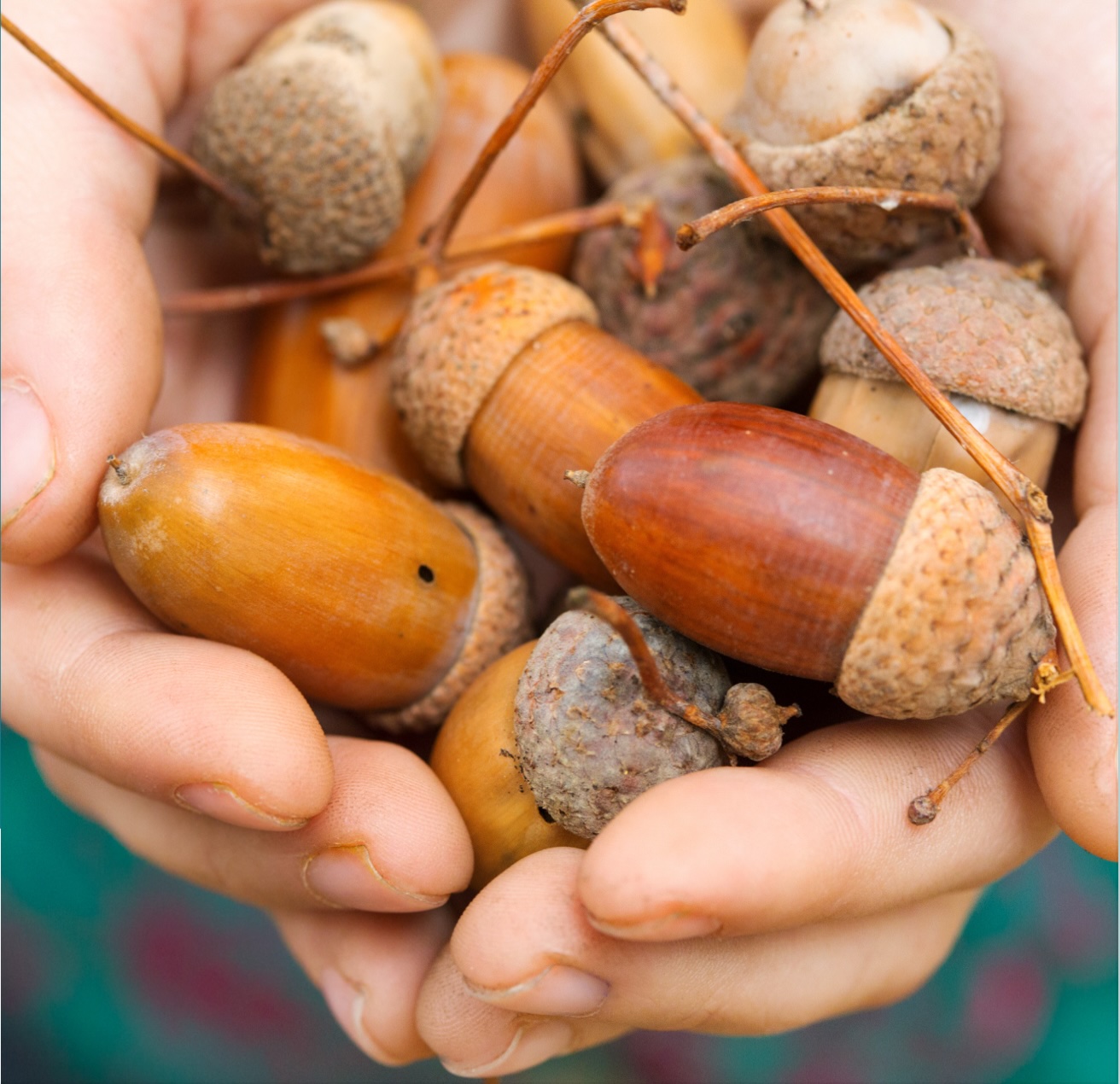 a pair of hands holding acorns